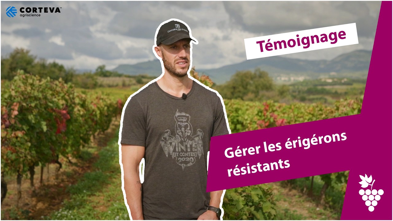 Érigérons résistants en vigne : comment les maîtriser sous le rang ?