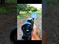 России🌿 Охота на огромного кабана – лучший момент#HuntingVideo​#ForestHunting​#BoarHunting​