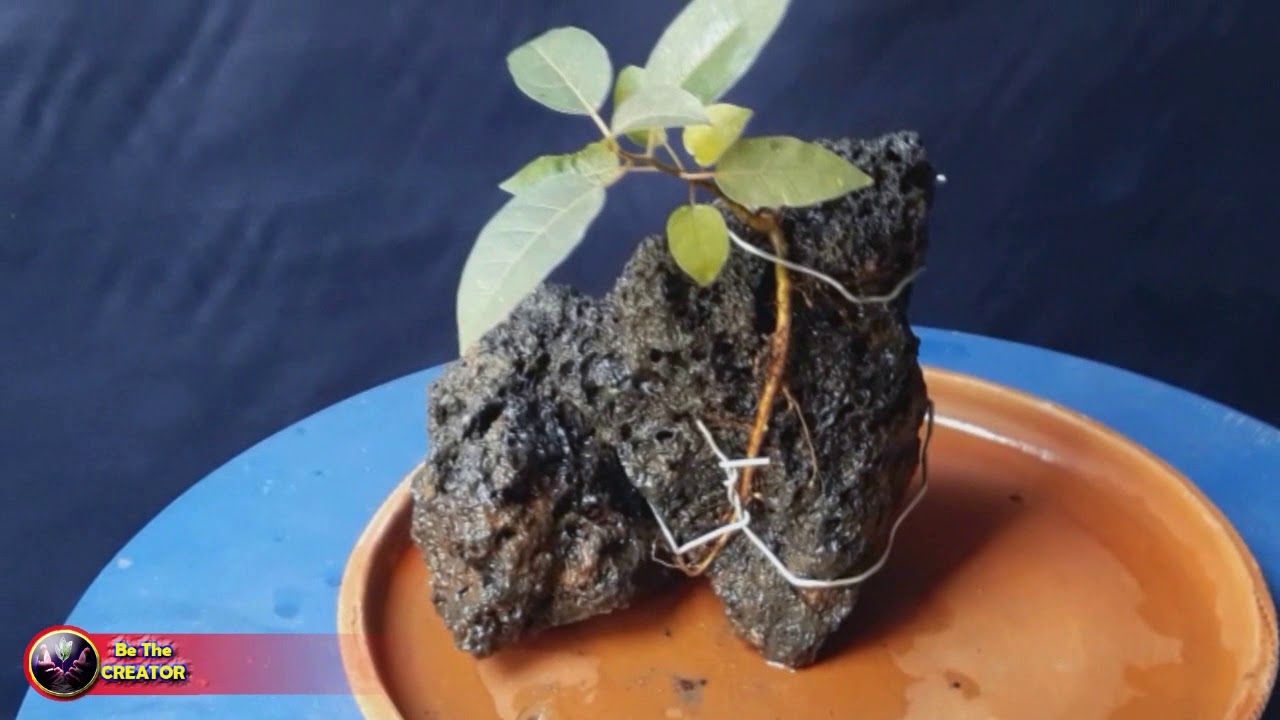 Starting of Root over Rock bonsai, Root over Dead wood bonsai, BeThe