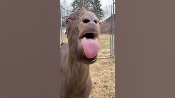 Thumbnail of Funny goat video