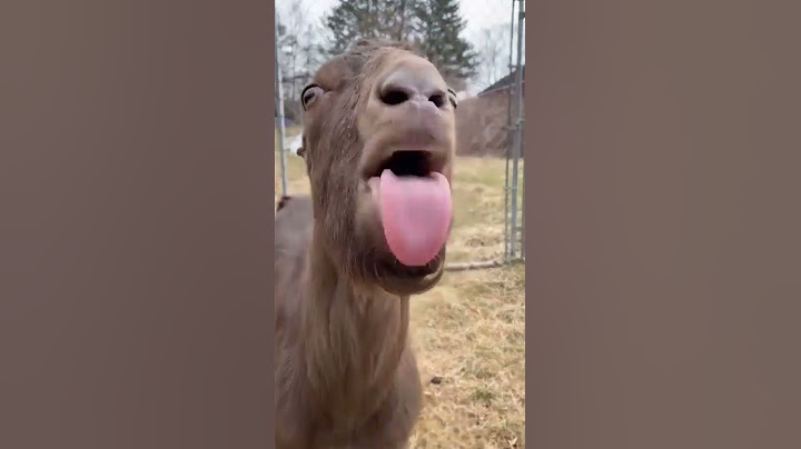 Funny goat video