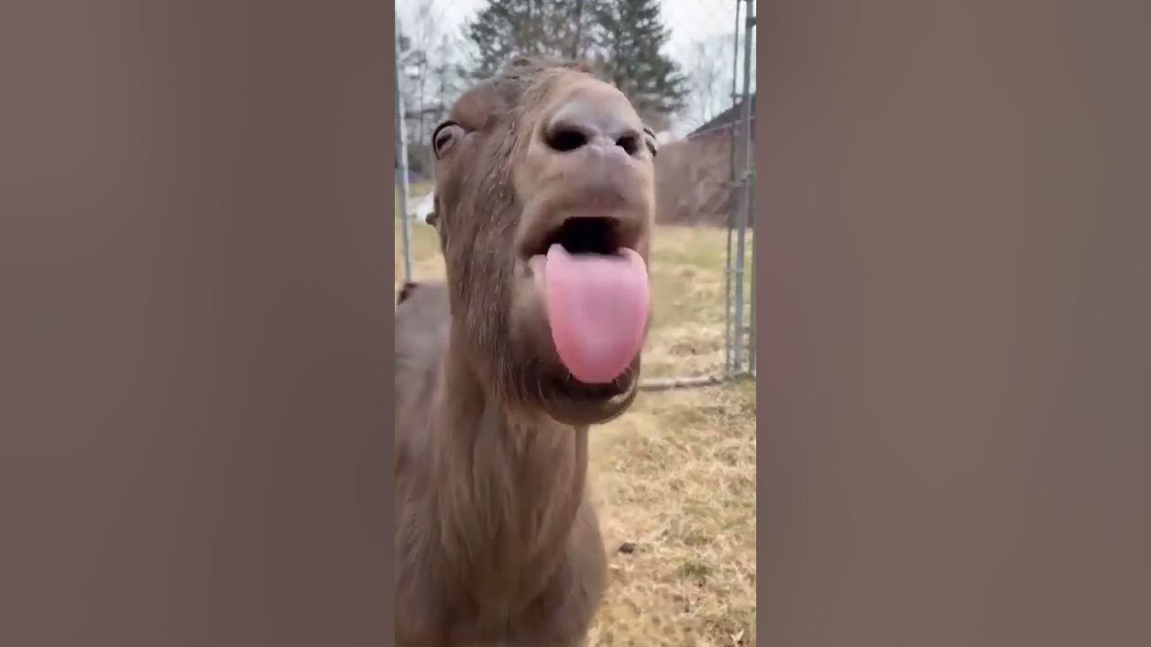 Funny goat video Funny goat video