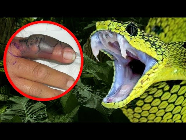 Cobra azul rara #viral #vibora