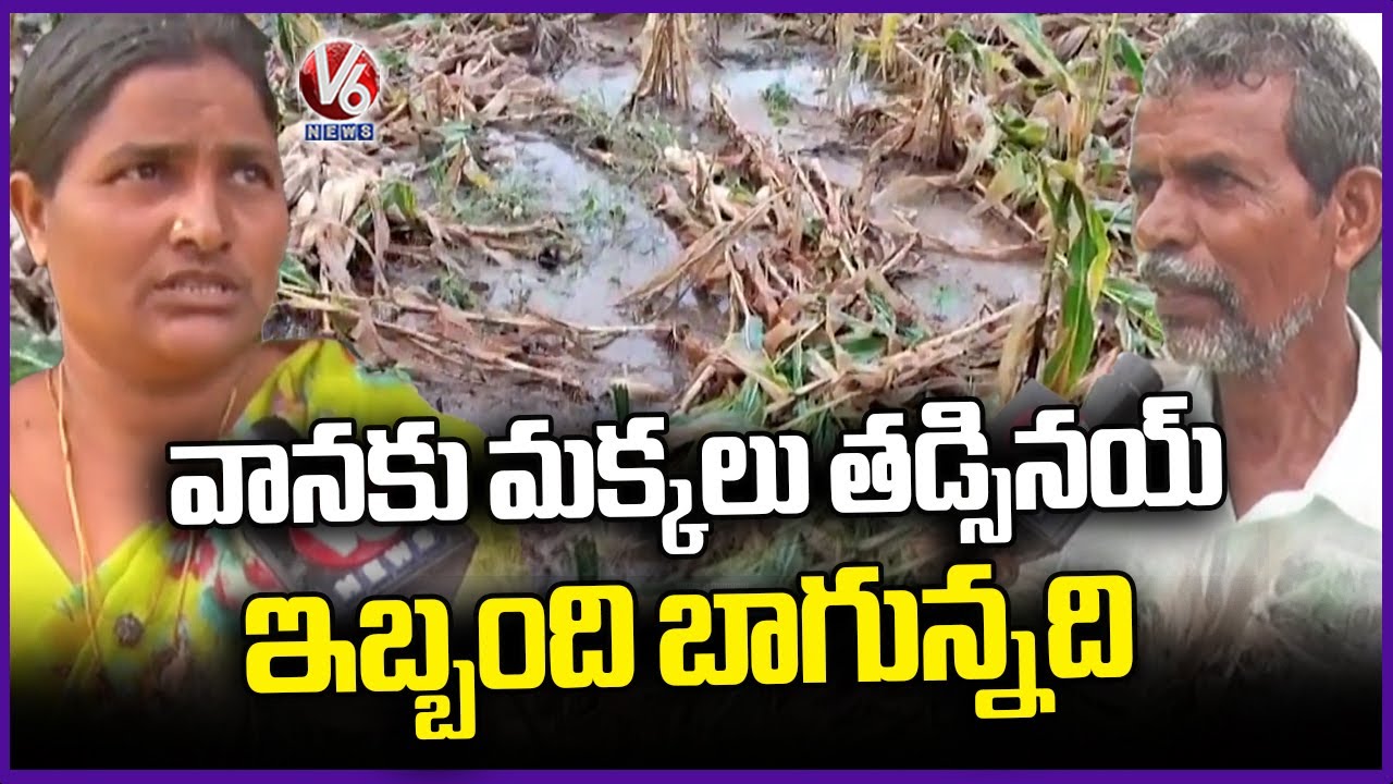 Crops Damaged Due To Heavy Rains In Warangal | V6 News - YouTube