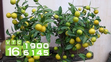 Lý do khiến cây chanh bị rụng quả I VTC16