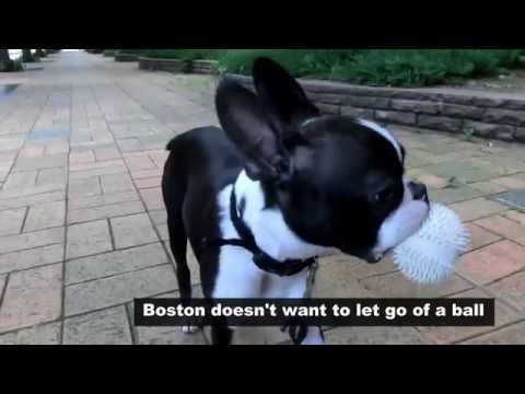 Video: Boston Terrier Zotli It Zoti Hipoallergen, Sog'liq Va Umr Ko'rish Muddati