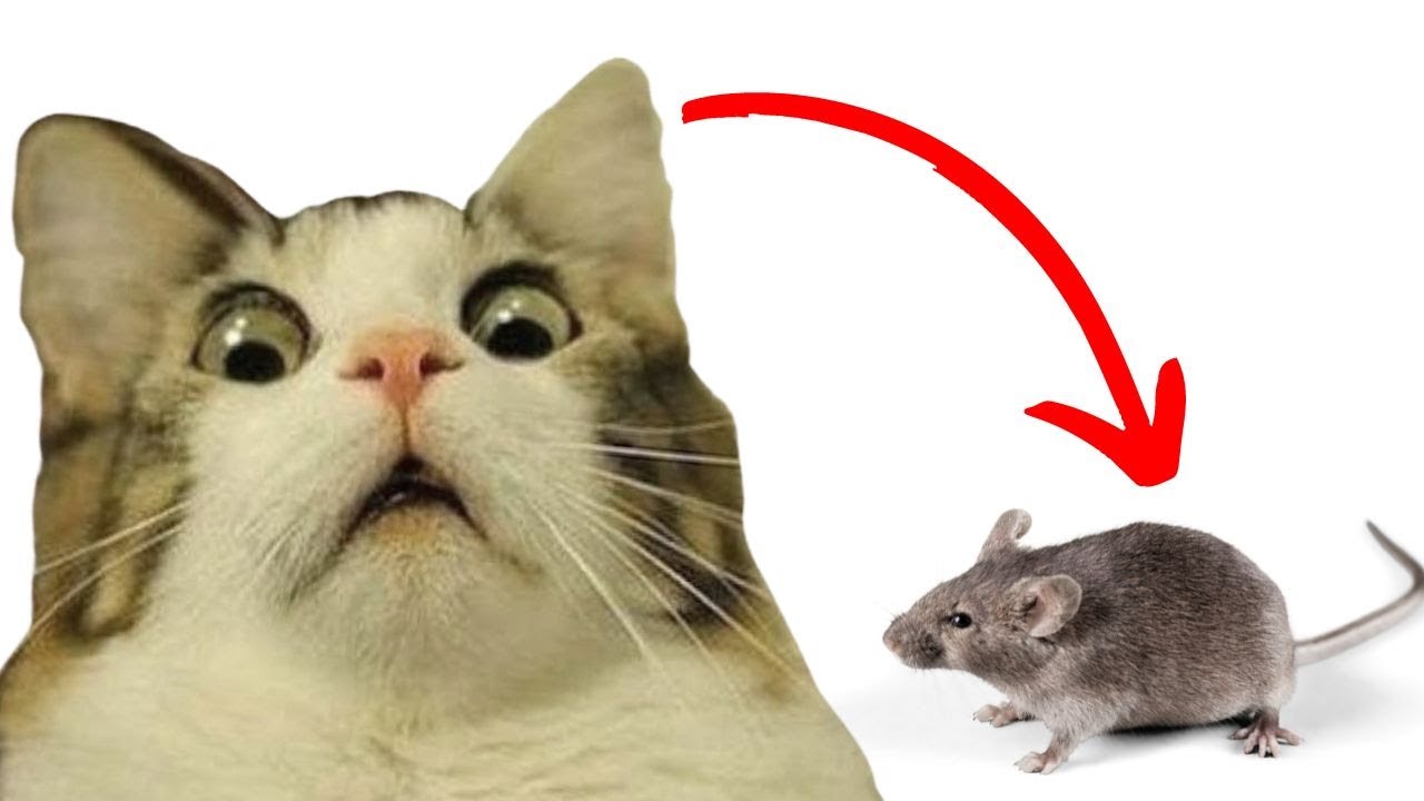 Mouse hunting 🐭 The cat toy that will drive them crazy 😻