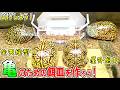 【亀DIY】亀用の餌皿を作ろう！【2026.6.7】