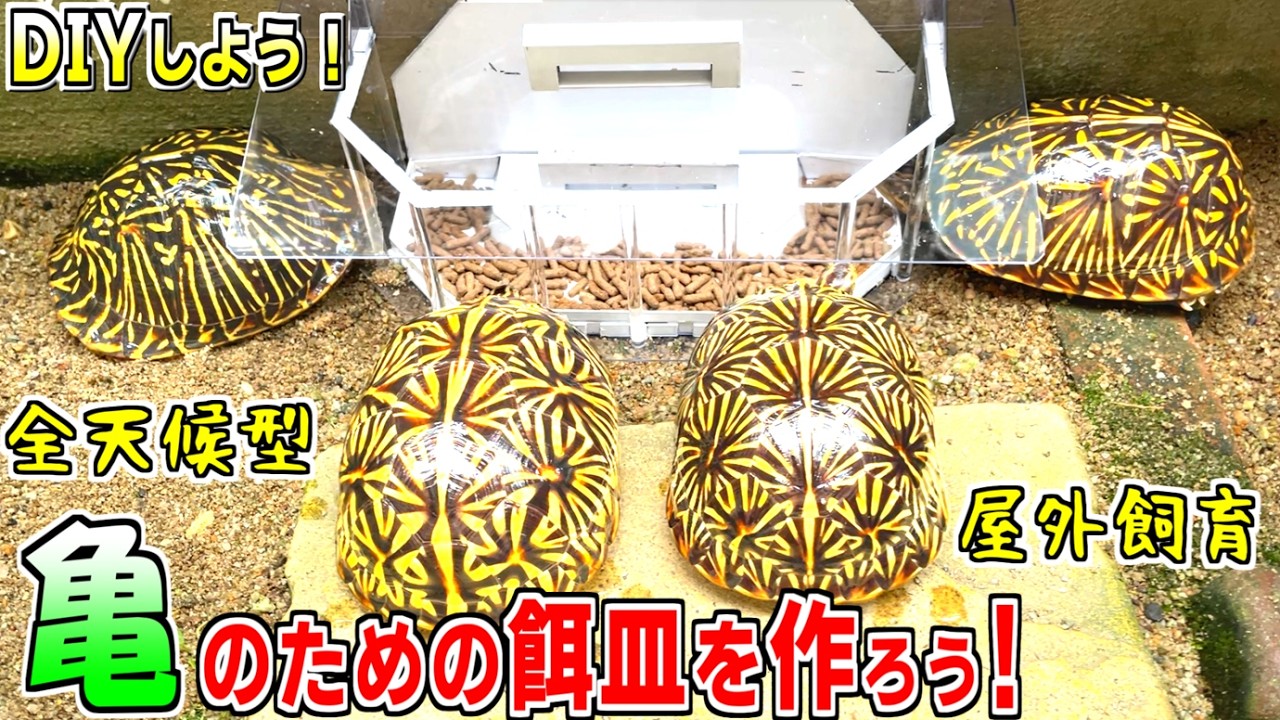 【亀DIY】亀用の餌皿を作ろう！【2026.6.7】