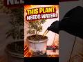 This Plant Tells You When It Needs Water 😳🌱|