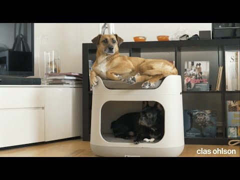 Video: Dyrseiere Forvirret Om Ernæring Fra Hund Og Katt, PetMD Survey Finds