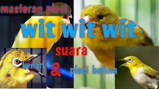 Masteran pleci WIT WIT WIT suara kenari kombinasi call pleci betina..