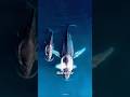 How a Dead Whale Becomes the Mother of a New Ecosystem