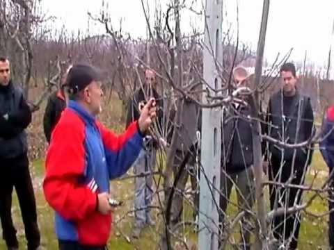 Κλάδεμα Μηλιάς σε Μονόκλωνη Διαμόρφωση - Επίδειξη