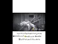 احلا واشرس كلب عن الخوانين 