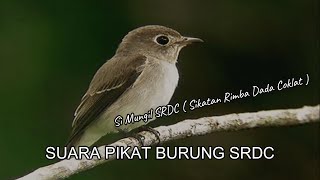 DIJAMIN DATANG dan MENDEKAT..SUARA BURUNG SRDC Si Mungil Sikatan Rimba Dada Coklat COCOK UNTUK PIKAT