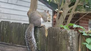 'Squirrel Girl'..  Pop N' Go Eating Sunflower Seeds