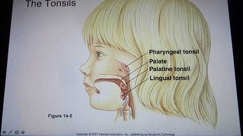 ACC Biol2404 IntroA&P Lymphatic System Online Lecture Part1 out of 2