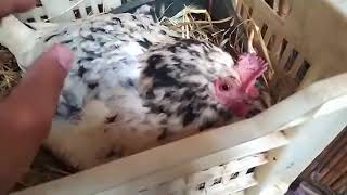 كيف اجعل دجاج يحضن على البيض؟؟ تربية الدجاج و تربية السلالات البياضة