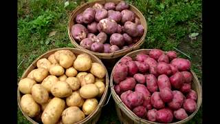 видео Как удобрять картофель