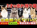 【売れ残りの猫を飼うのはアリ!?】元ペットショップ店員が裏事情をご紹介します! #ペットショップ #ブリーダー #猫 #飼う