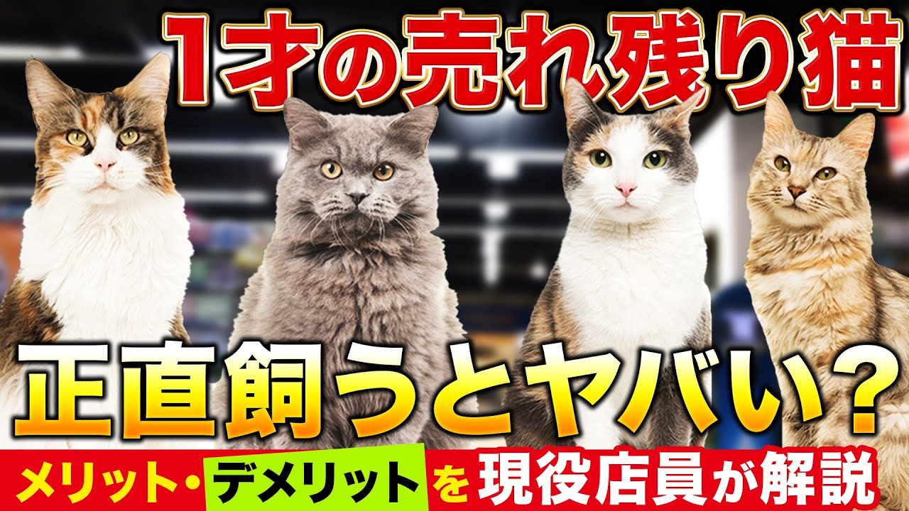 【売れ残りの猫を飼うのはアリ!?】元ペットショップ店員が裏事情をご紹介します！ #ペットショップ #ブリーダー #猫 #飼う