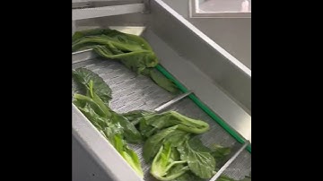 The sauerkraut processing line