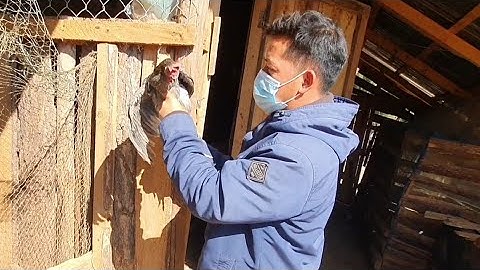 peb yuav noj peb caug lawm mus yuav qaib los npaj hu plig os