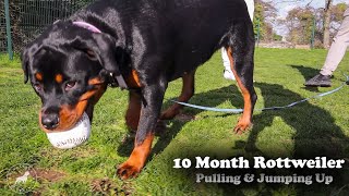 Super Strong Rottweiler Pulling & Jumping Up