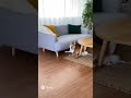 犬がソファーに飛び乗ろうとするが失敗
