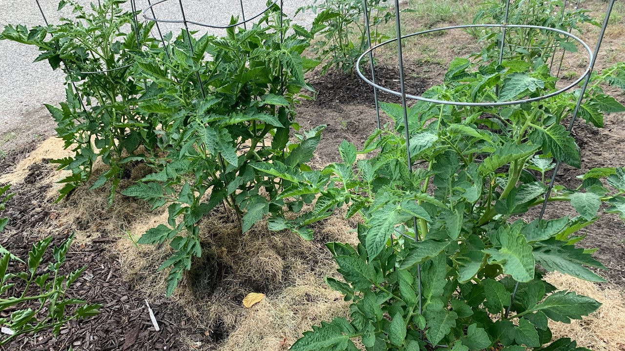 How to Grow Huge Tomato Plants The Bloom Cycle YouTube
