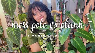 Maturing Plants on Moss Poles vs. Planks 6 Month Update