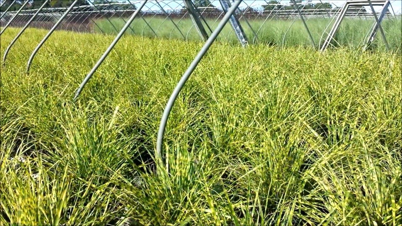 Best Ornamental Grasses - Miscanthis 'Gold Breeze' (Maiden Grass)