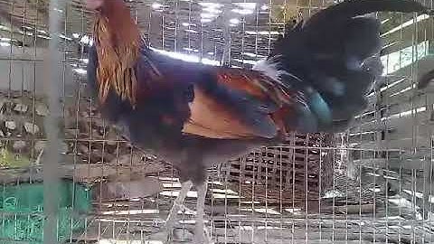 Gà tơ f1 má vàng - ntsuag lau qaib qus txuam tom ib liab daj 05/10/2020(zalo:0836961421)