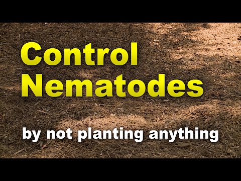 Video: Hallyhock nematodes problēmas - vai nematodes ietekmē hollyhock augus