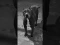 American bully 🐕 #sidhumoosewala #attitude #fighting #agressive #song #shorts #trending #love #pets