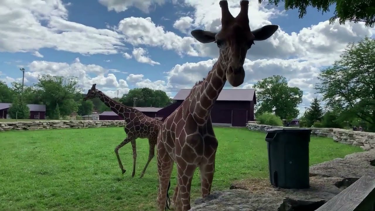 Feeding Giraffes at Timbavati Wildlife Park in Wisconsin Dells YouTube