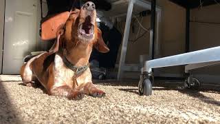 Sleepy dachshund barking in the sunshine