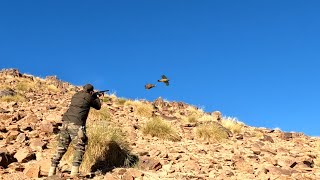 Hunting Partridge in morocco|صيد الحجل البري بالمغرب |Chasse Perdrix au maroc