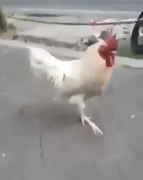ayam ngewe sendal
