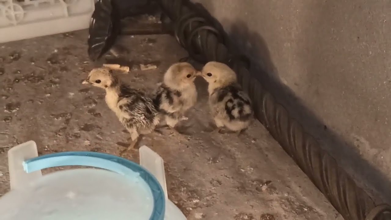 آخر مستجدات المزرعة. لأول مرة على اليوتوب كتاكيت هجينة ما بين سلالة سلبرايت والفيومي