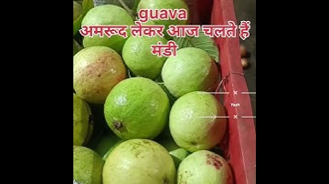Guava vlog video amrud Mandi #shortvideo #fruit #vlog #video