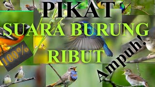 SUARA BURUNG RIBUT PART #01 ||the sound of a bird of prey is very powerful 2020