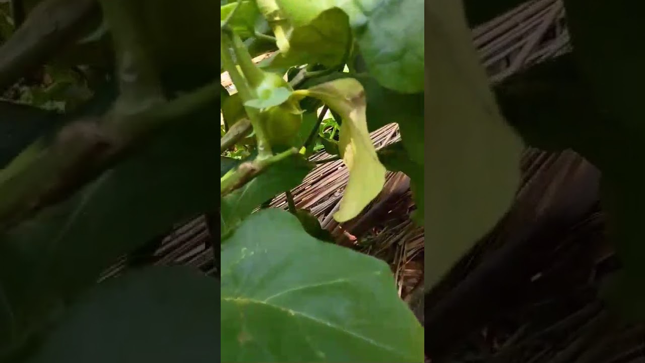 Beauty of Brinjal plants ☘️ 