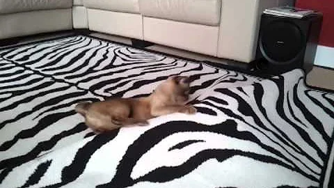 Watch the video about Pudding the Burmese attacks a lump in our rug!