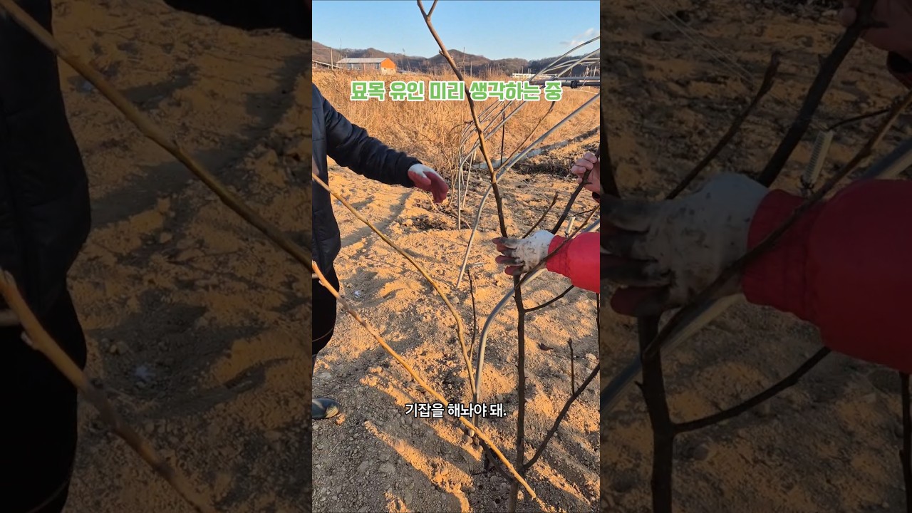 묘목을 어떻게 키우지?