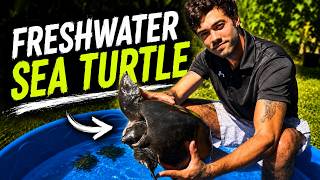 I Found the ONLY Freshwater Sea Turtle in the World!!