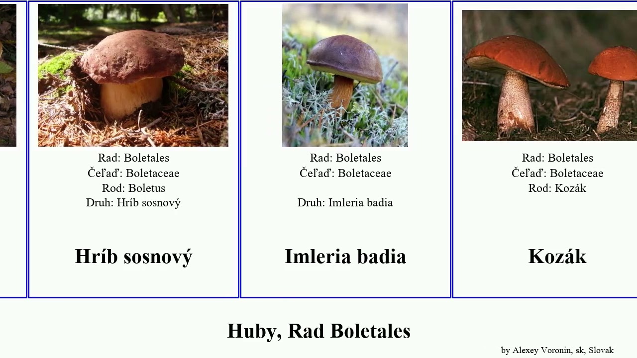Huby, Rad Boletales masliak fungus badia hríb Kozák dubový žltopórový Trail kravský satanský Bop