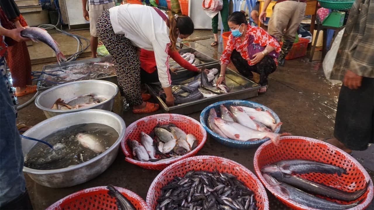 Early Morning Fish Market at Prek Phnov BRIDGE Walk Around Fish