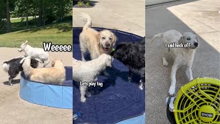 Golden Retriever Puppy & Siblings Have A Pool Day